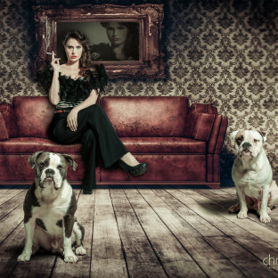 Bulldogge Fotoshooting Portrait Hamburg